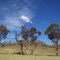 TREES AND BLUE SKY