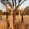 Dry as a dead dingo's donga