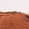 Tanami Road