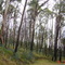 Trees near Tumut