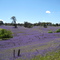 Tumut, Australia
