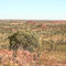 Sw from Tennant Creek