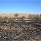 After a Burn off **McDouall Ranges ** NT