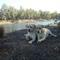 Camping Spot Berooga forest on Murray River near Cobram