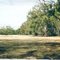 Cobram State Forest - Tocumwal: Bouchiers Beach