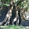 Fig Tree - Jones Island