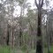 Swamp Sclerophyll Forest, Brimbin