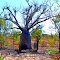 Kimberley Boab at Truscott Airbase, the Kimberley