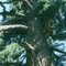 Old growth Douglas-fir (Pseudotsuga menziesii)