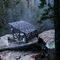 Umpqua Hot Spring