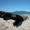 Spring Beach