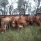 Cattle on Hatari Station