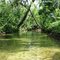 Alligators nest