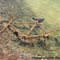 Rusty Bike