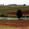 Cudgen cultivation