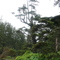 Redwood