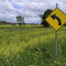 Spot the wild turnip, near Coonabarabran.