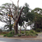 Foxey's Hangout (2009). The name was coined when two local fox trappers used the conspicuous gum tree at this junction to display their catches in the 1930s