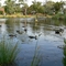 Shaxton Circle , Lakewood , Frankston