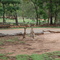 Roos at Undara