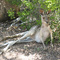 Kangaroo
