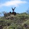 Wedge-Tailed Eagle