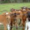 Young calves at Valleyfield Road, Campbell Town ......  103