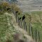 Wedge- tailed Eagle being harassed by Crows, Valleyfield Road, Campbell Town......432