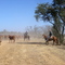 Cattle on Burke Developmental Road