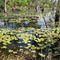 Paperbark swamp, Cobourg Peninsula