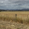 The Grampians