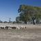 Grampians