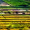 Stripped countryside landscape in Melbourne District, Victoria Province,Australia