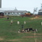 Dairying