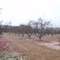 Niven's Apple Farm