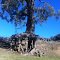 Eroded tree at Seven Creeks.