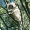 Australia: Koala @ Tower Hill National Park
