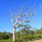 Aussie Tree at Dharawal
