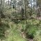 Creek crossing - one of the oldest bridges in Australia - Beulah Biobank Site, near Appin, NSW.