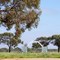 Wilcannia Oval