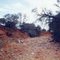 Dry creek bed, near Wilcannia, Outback New South Wales.
