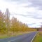 ...autumn  just outside Walcha ...