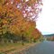 Walcha ....autumn in main street ...