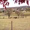 Walcha , local deer resting on farm ...