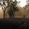 Sunbeams, near windjana gorge