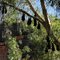Bats in Windjana gorge