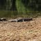 Freshwater crocodile in Windjana gorge