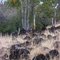 eucalyp