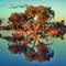 Eucalyptus Tree - Wooleen Lake