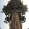 Wellington River Tree